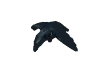 Crow with 1.5 Bar