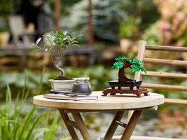 Набор LEGO Bonsai